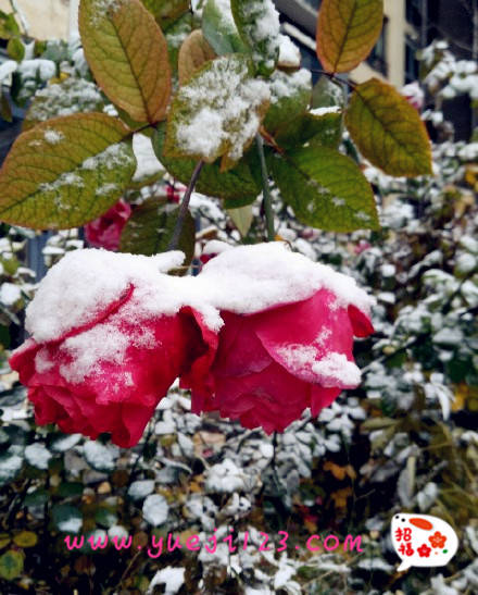 雪后的月季花(圖6)